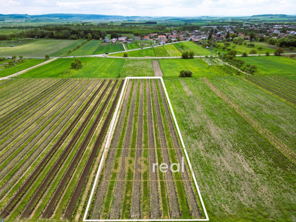 Fotografie 2 - Prodej pozemku · Vinice