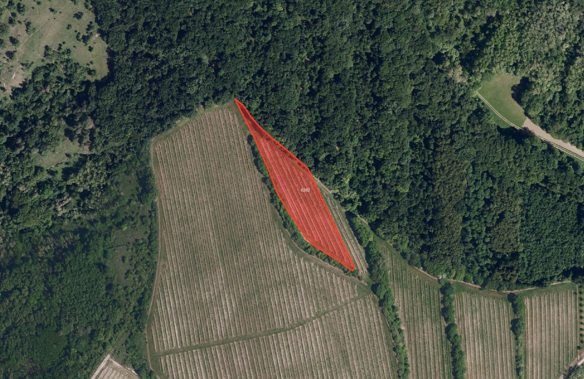 Fotografie 3 - Prodej pozemku · Vinice · 33 801 m²