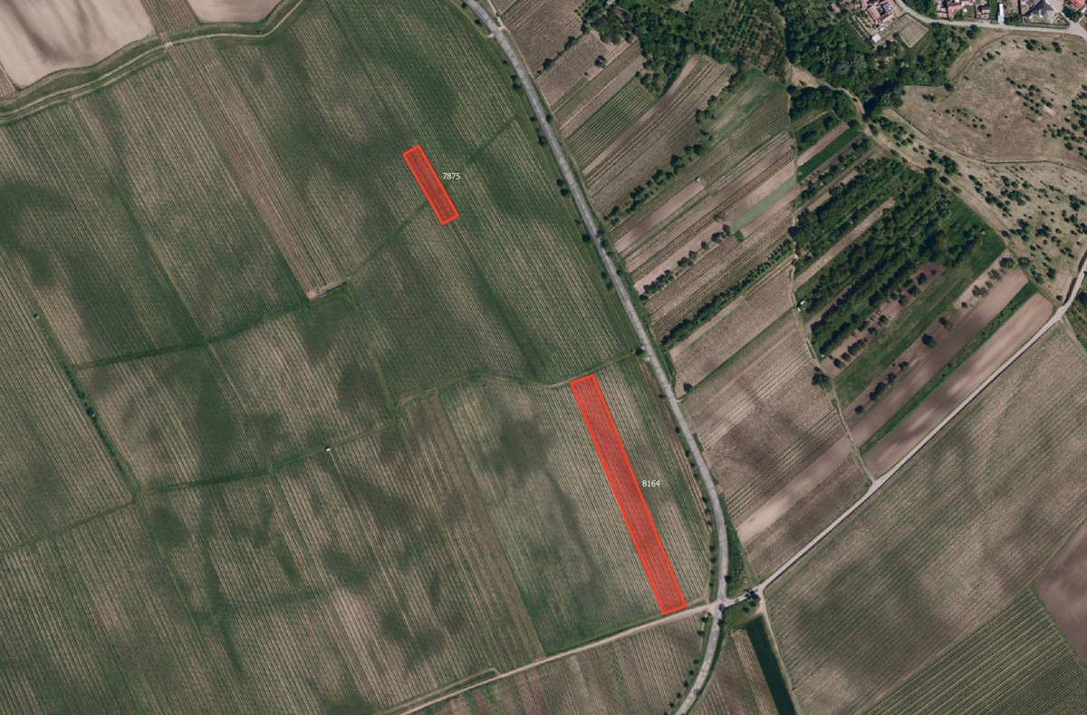 Fotografie 4 - Prodej pozemku · Vinice · 33 801 m²